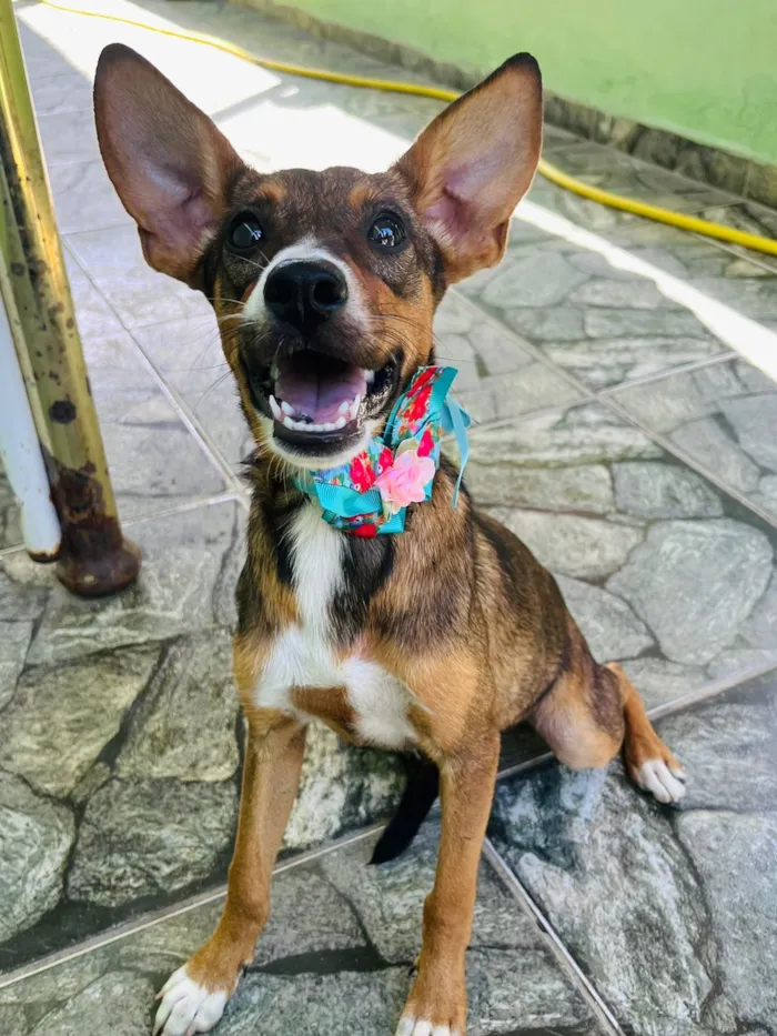 Cachorro raça SRD-ViraLata idade 2 a 6 meses nome Meg