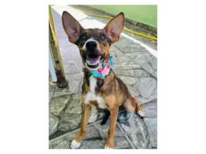 Cachorro raça SRD-ViraLata idade 2 a 6 meses nome Meg