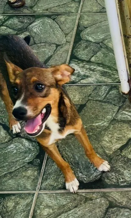 Cachorro raça SRD-ViraLata idade 2 a 6 meses nome Meg