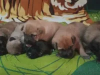 Cachorro raça Chow Chow idade 2 a 6 meses nome Zeus 