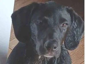 Cachorro raça SRD-ViraLata idade 2 anos nome Meduza 