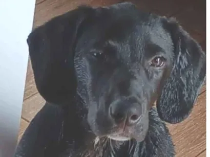 Cachorro raça SRD-ViraLata idade 2 anos nome Meduza 