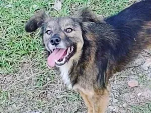 Cachorro raça SRD-ViraLata idade 6 ou mais anos nome Malú