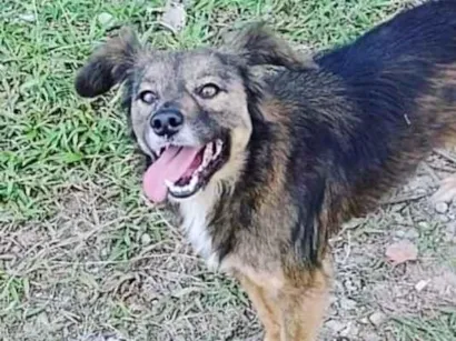 Cachorro raça SRD-ViraLata idade 6 ou mais anos nome Malú
