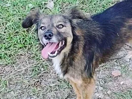 Cachorro raça SRD-ViraLata idade 6 ou mais anos nome Malú