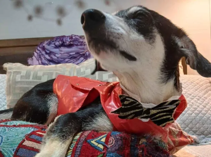 Cachorro raça SRD-ViraLata idade 2 anos nome Fred