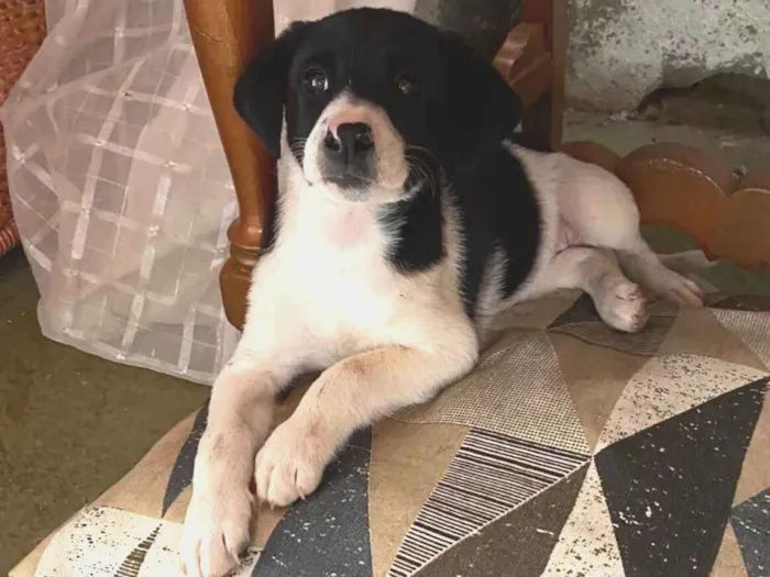 Cachorro raça SRD-ViraLata idade Abaixo de 2 meses nome Lua