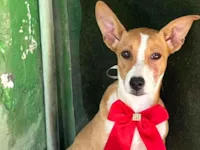 Cachorro raça SRD-ViraLata idade 2 a 6 meses nome Luna