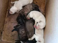 Cachorro raça SRD-ViraLata idade Abaixo de 2 meses nome Kemilly silva