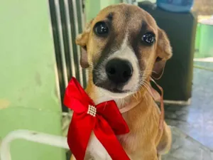 Cachorro raça SRD-ViraLata idade 2 a 6 meses nome Luna