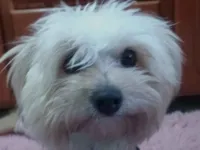 Cachorro raça SRD-ViraLata idade 7 a 11 meses nome Maia