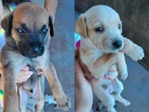 Cachorro raça SRD-ViraLata idade Abaixo de 2 meses nome Hana