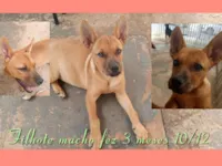 Cachorro raça SRD-ViraLata idade 2 a 6 meses nome Ainda sem nome 