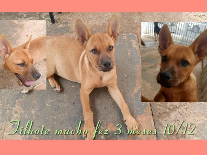 Cachorro raça SRD-ViraLata idade 2 a 6 meses nome Ainda sem nome 