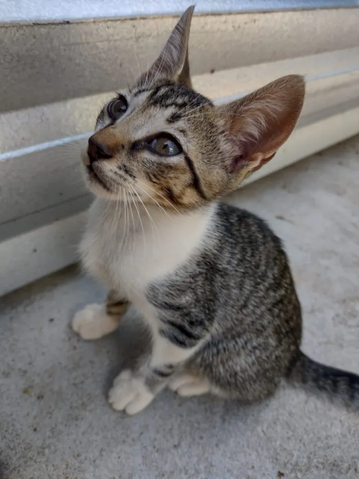 Gato raça SRD-ViraLata idade 2 a 6 meses nome Chiquinho 
