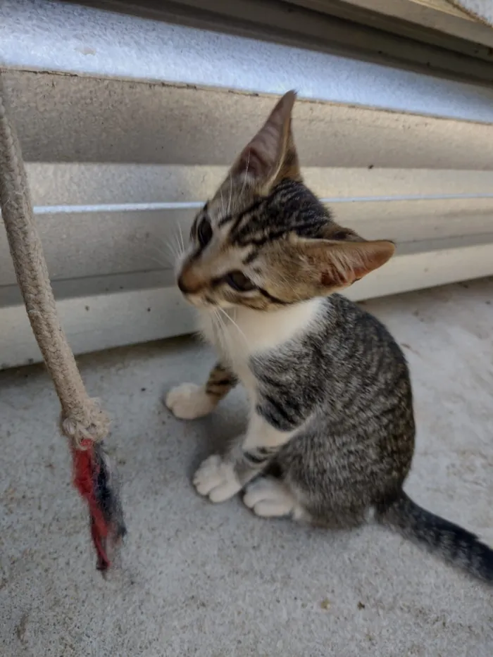 Gato raça SRD-ViraLata idade 2 a 6 meses nome Chiquinho 
