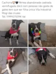 Cachorro raça SRD-ViraLata idade 4 anos nome Valquiria Maria de Melo 