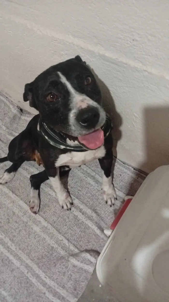 Cachorro raça SRD-ViraLata idade 4 anos nome Valquiria Maria de Melo 