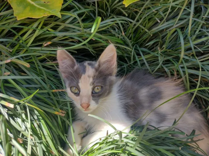 Gato raça SRD-ViraLata idade 2 a 6 meses nome Boo
