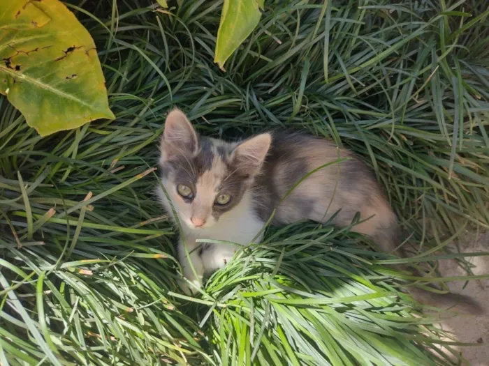 Gato raça SRD-ViraLata idade 2 a 6 meses nome Boo