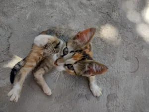 Gato raça SRD-ViraLata idade 2 a 6 meses nome Abelhinha 