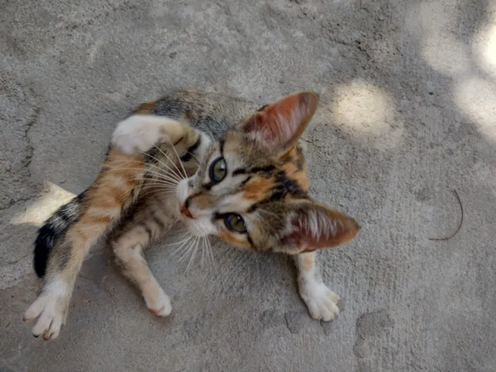 Gato raça SRD-ViraLata idade 2 a 6 meses nome Abelhinha 
