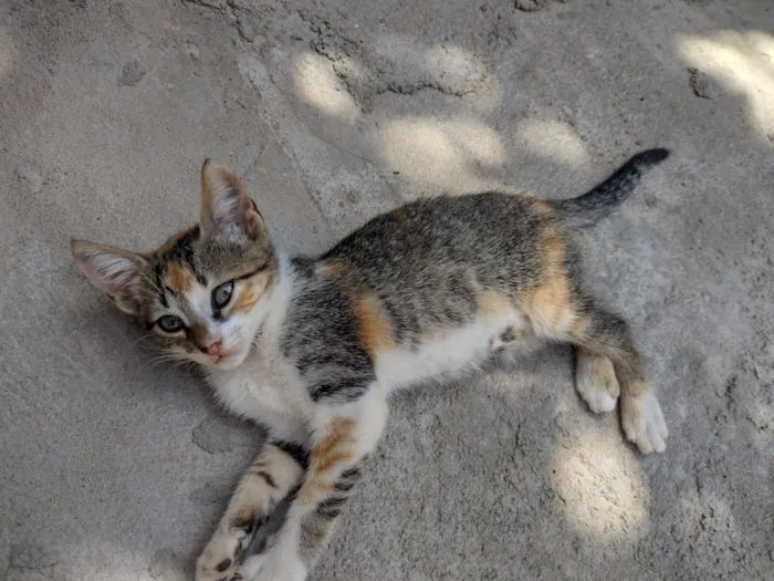 Gato raça SRD-ViraLata idade 2 a 6 meses nome Abelhinha 