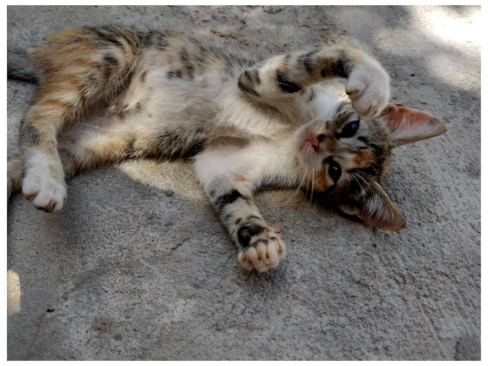 Gato raça SRD-ViraLata idade 2 a 6 meses nome Abelhinha 