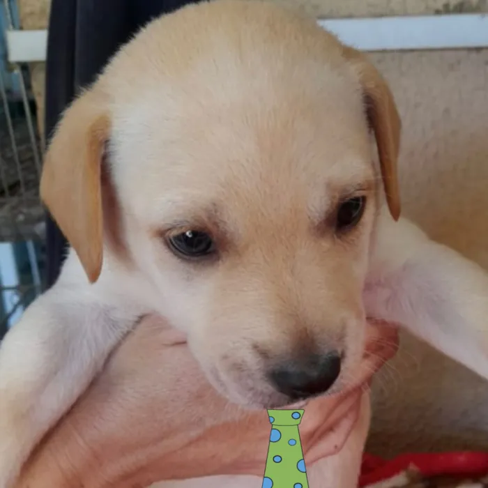 Cachorro raça SRD-ViraLata idade 2 a 6 meses nome Theo 