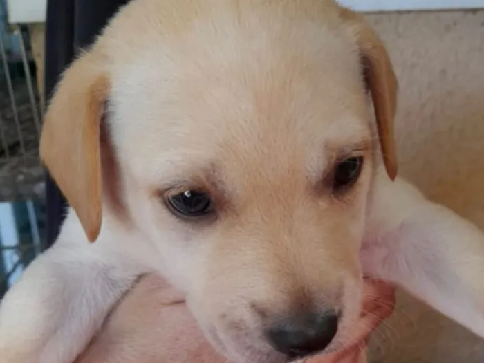 Cachorro raça SRD-ViraLata idade 2 a 6 meses nome Theo 