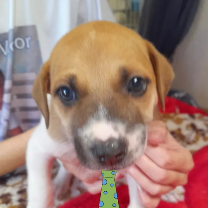 Cachorro raça SRD-ViraLata idade 2 a 6 meses nome Fred 