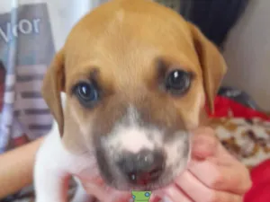 Cachorro raça SRD-ViraLata idade 2 a 6 meses nome Fred 
