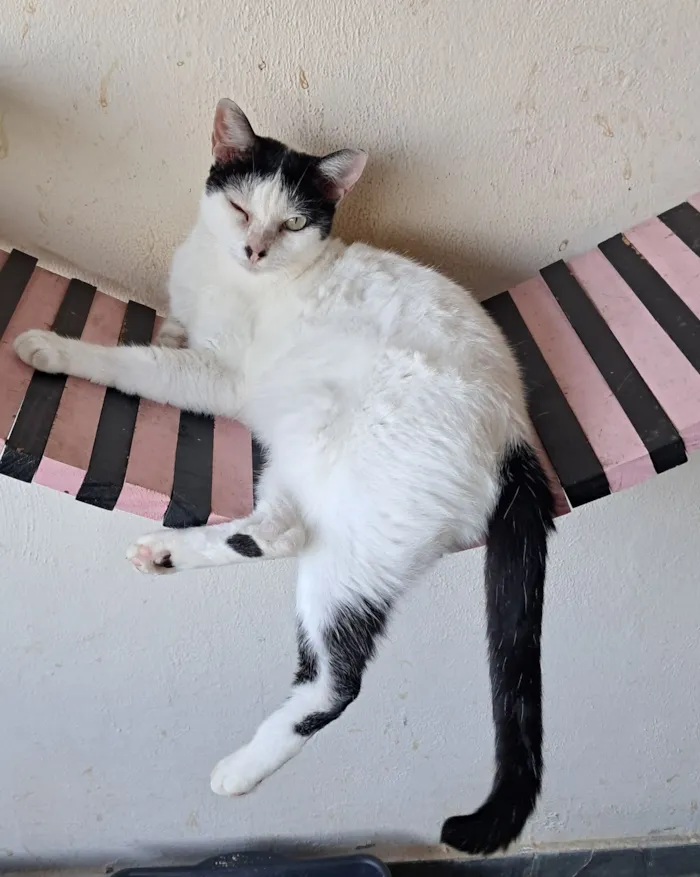 Gato raça SRD-ViraLata idade 3 anos nome MIMI