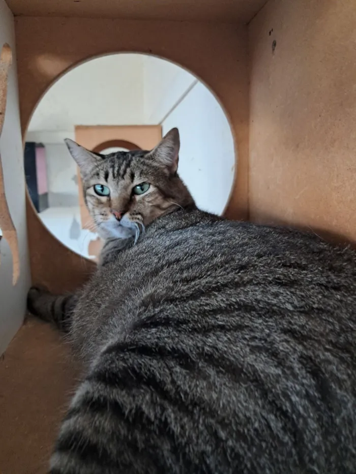 Gato raça SRD idade 2 anos nome HANNA