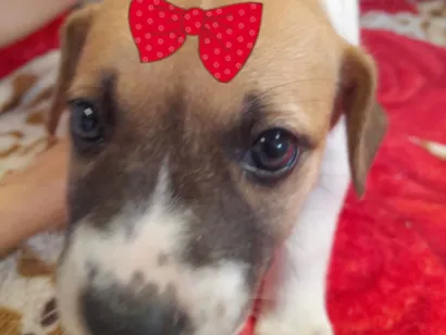 Cachorro raça SRD-ViraLata idade 2 a 6 meses nome Amora 