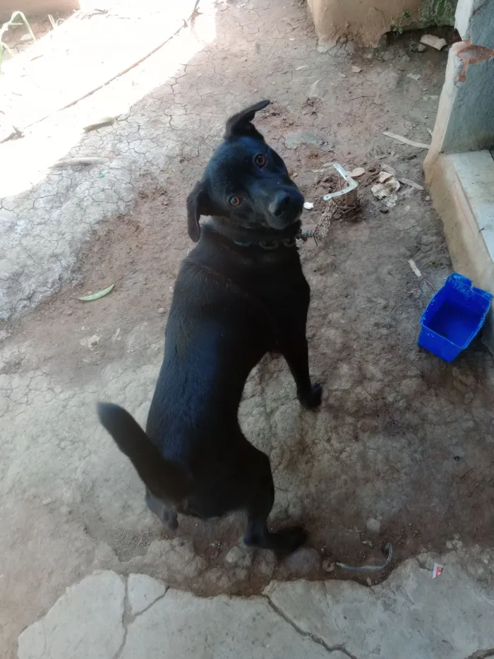 Cachorro raça Fox Terrier idade 1 ano nome Islinky 