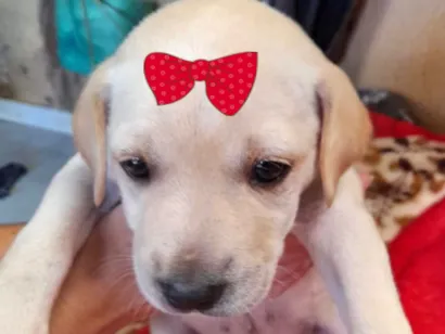 Cachorro raça SRD-ViraLata idade 2 a 6 meses nome Luna 