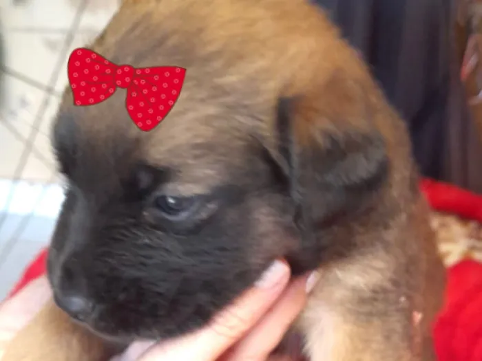 Cachorro raça SRD-ViraLata idade 2 a 6 meses nome Cookie 