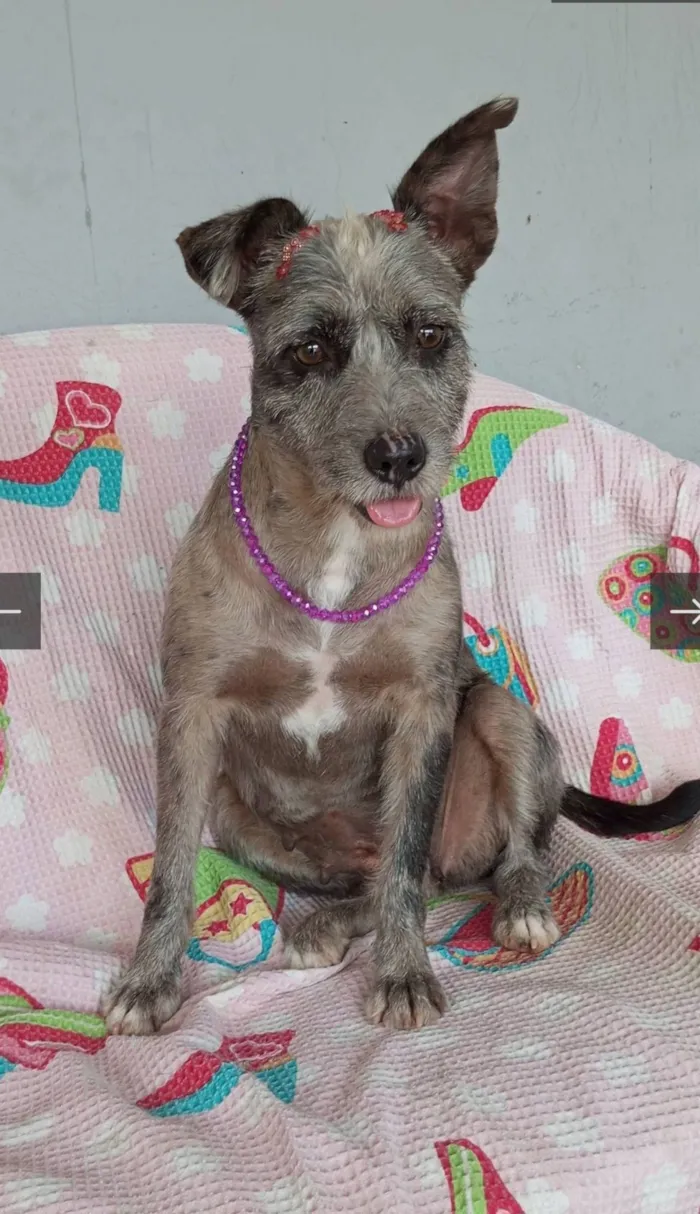 Cachorro raça SRD-ViraLata idade 3 anos nome Flora