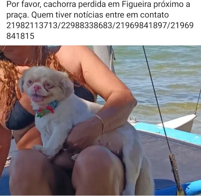 Cachorro raça Pequinês idade 6 ou mais anos nome Nina
