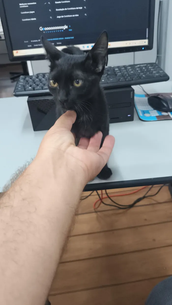 Gato raça SRD-ViraLata idade Abaixo de 2 meses nome Sem nome 