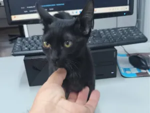 Gato raça SRD-ViraLata idade Abaixo de 2 meses nome Sem nome 