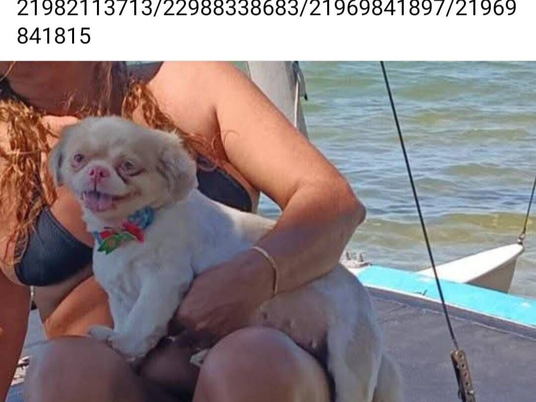 Cachorro raça Pequinês idade 6 ou mais anos nome NINA