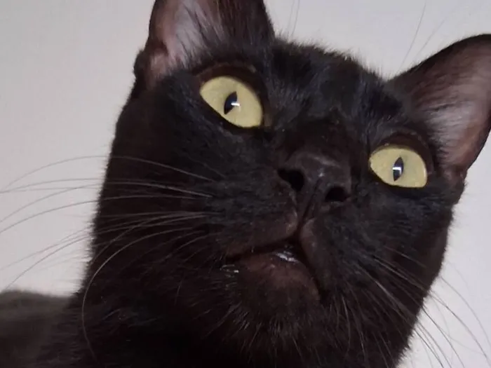 Gato raça SRD-ViraLata idade 5 anos nome João