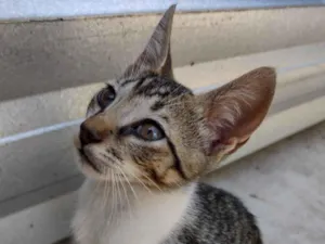 Gato raça SRD-ViraLata idade 2 a 6 meses nome Chiquinho 