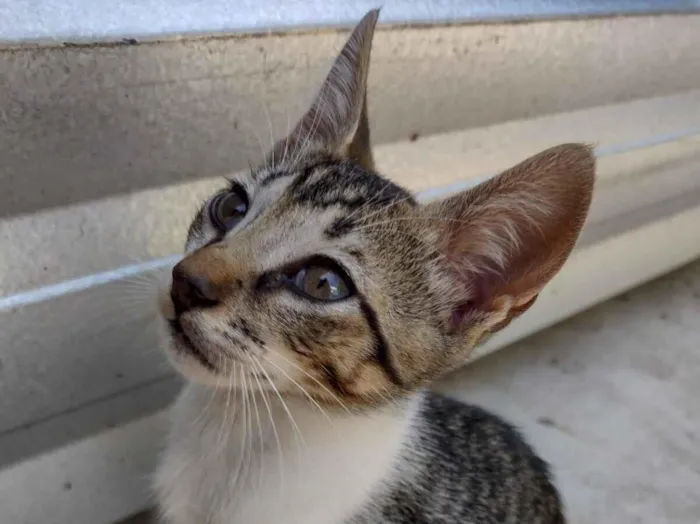 Gato raça SRD-ViraLata idade 2 a 6 meses nome Chiquinho 