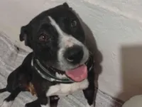 Cachorro raça SRD-ViraLata idade 4 anos nome Valquiria Maria de Melo 