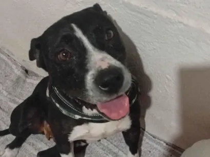 Cachorro raça SRD-ViraLata idade 4 anos nome Valquiria Maria de Melo 