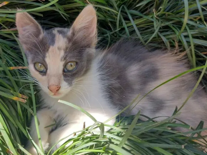 Gato raça SRD-ViraLata idade 2 a 6 meses nome Boo