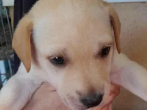 Cachorro raça SRD-ViraLata idade 2 a 6 meses nome Theo 